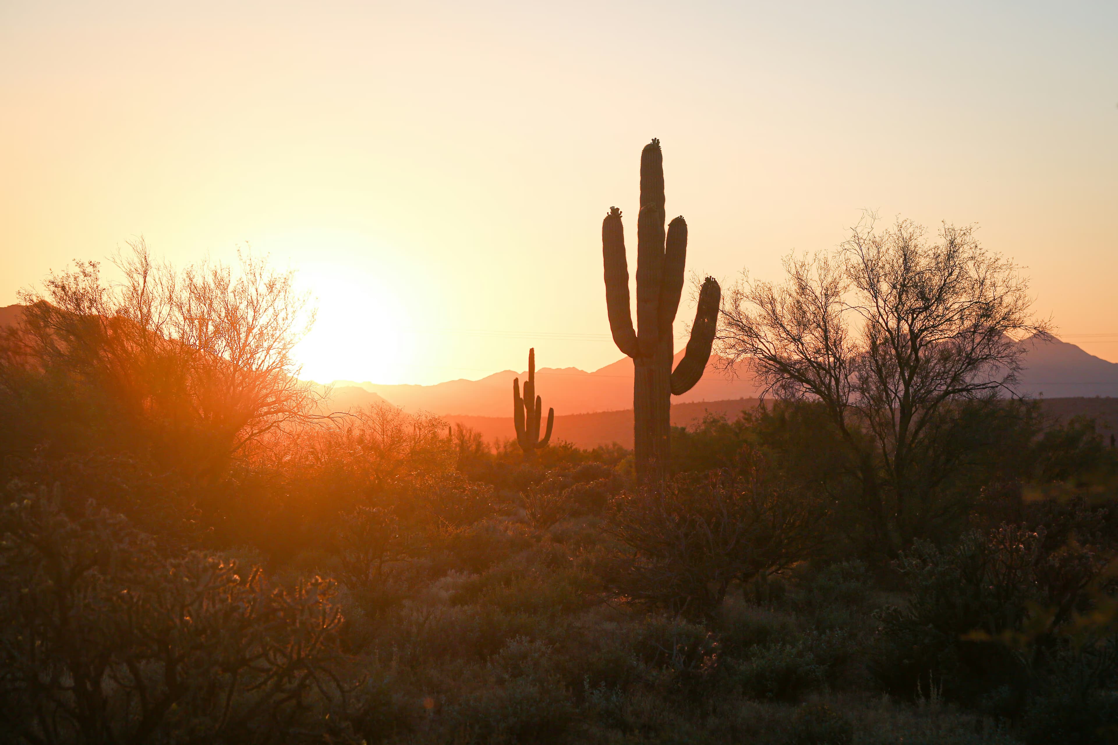 Arizona desert landscape representing the Arizona budtender standings